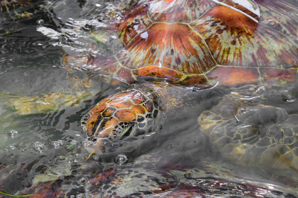 Πολλές θαλάσσιες χελώνες κολύμπι στη λίμνη νερού στο Μπαλί, Ινδονησία - Φωτογραφία, εικόνα