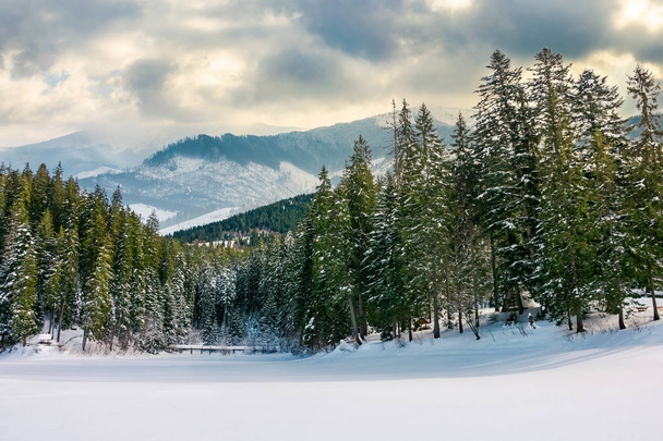 beautiful winter landscape in mountains. spruce forest around the snow covered meadow on a cloudy day. composite imagery - Photo, Image