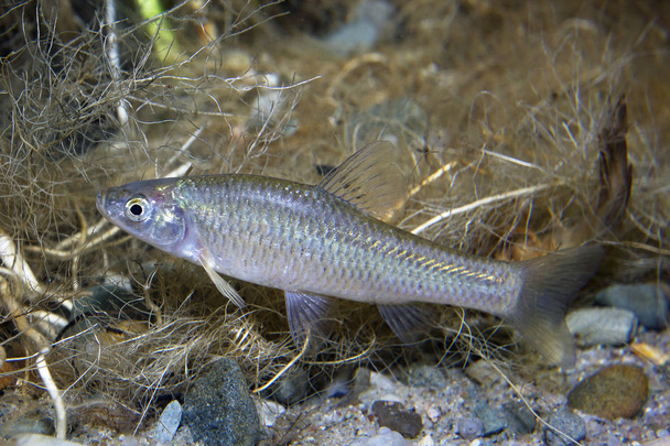 Υποβρύχια φωτογραφία των moroko Stone ψάρια του γλυκού νερού, Pseudorasbora parva στην όμορφη καθαρή λίβρα. Υποβρύχια πυροβόλησε με ωραία bacground και φυσικό φως. Άγρια ζωή των ζώων. Tschebatschek σε ποτάμιων ενδιαιτημάτων.  - Φωτογραφία, εικόνα