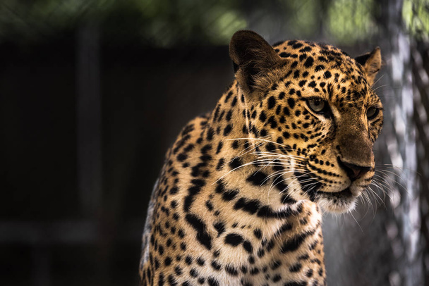 leopard:Panthera pardus ,in the zoo - Фото, зображення