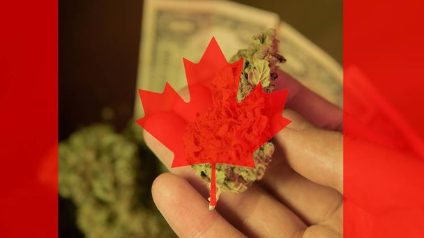 legalization of medical marijuana in Canada in 2019  - Photo, image