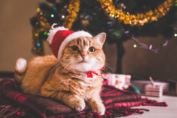 赤猫は、クリスマス ツリーの下で横になっているサンタさんの帽子をかぶっています。クリスマスと新年のコンセプト - 写真・画像