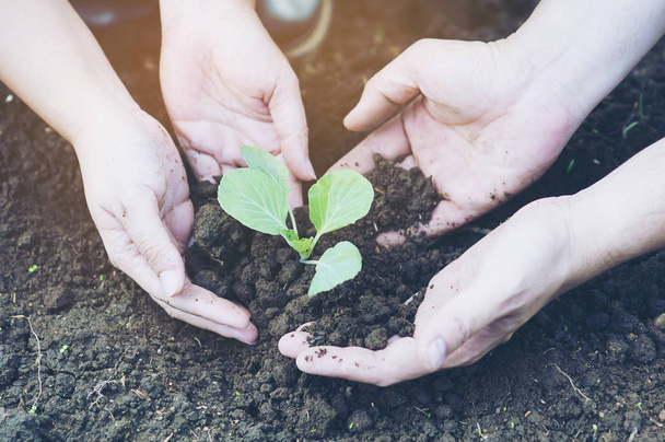 Couple hands are planting green small green vegetable holding black well organic soil - people and environment protection concept - Foto, immagini