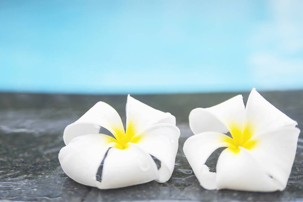 White plumeria with water pool background - Photo, Image