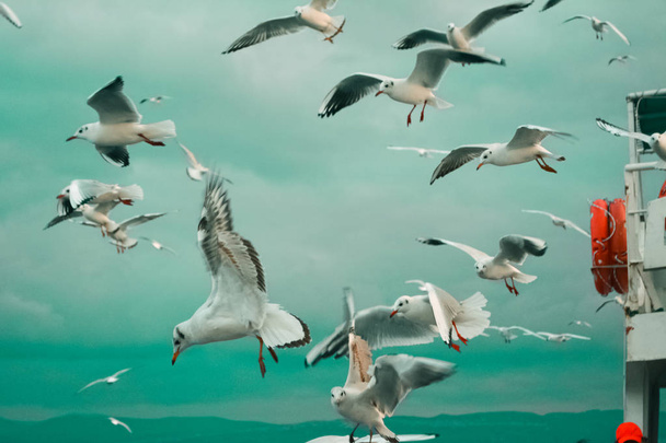 Seagulls flying around the ferry. Meal time for seagulls. Cloudy sky - Photo, Image