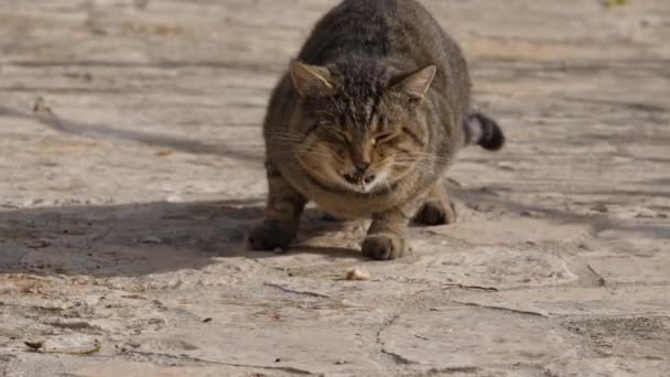 Εσωτερικη αργή κίνηση μήκος σε πόδηα του άγρια γάτα τρώει τα τρόφιμα από το έδαφος. - Πλάνα, βίντεο