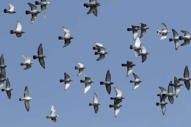 Стая гоночных голубей летит на голубом небе - Фото, изображение