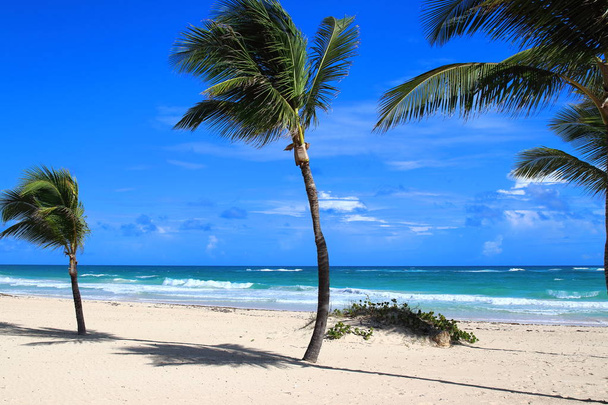 Вид на одинокие пальмы и пляж с белым песком в Пунта-Кане, Доминиканская Республика
. - Фото, изображение