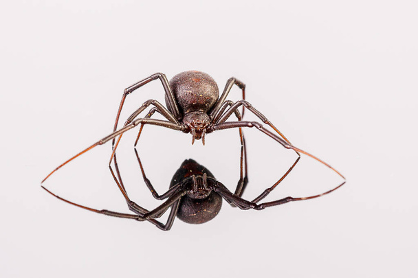 Australijski Redback Spider - Latrodectus hasseltii - Zdjęcie, obraz