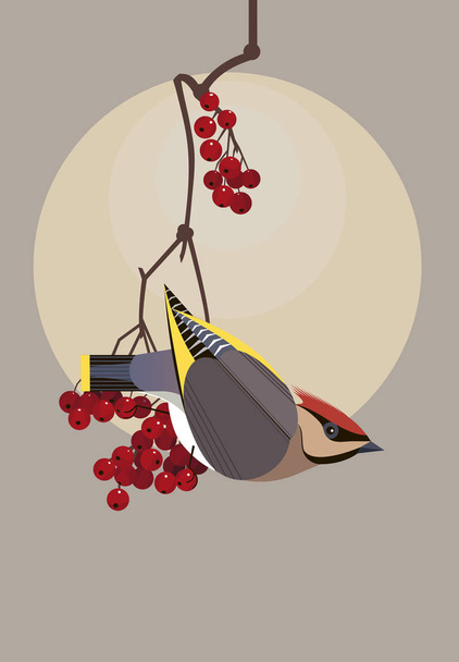 Beautiful waxwing sits on a branch of viburnum and carefully looks around - Vector, Image