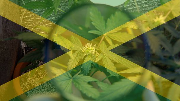 growing and consuming marijuana in Jamaica. World Marijuana Importer - Foto, afbeelding