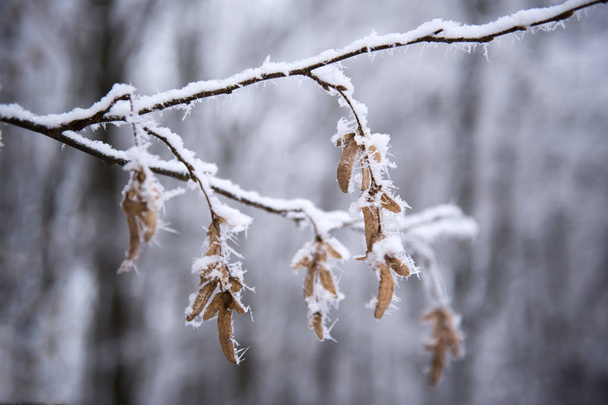 close up shot of frosted leaves in winter  - Fotografie, Obrázek