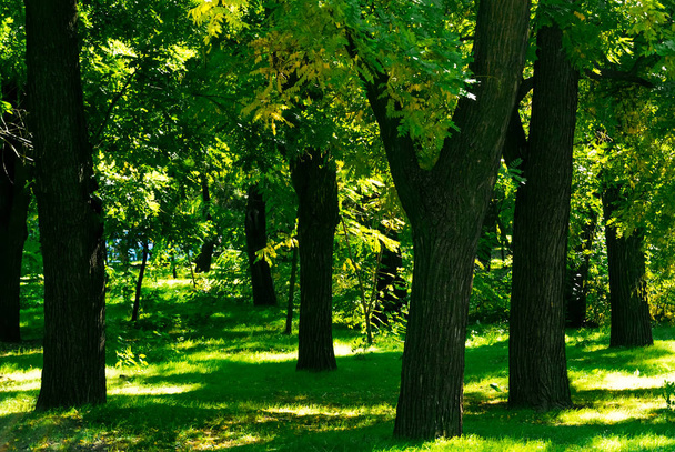  Φωτογραφία από δέντρα και πράσινο γρασίδι στις αρχές του φθινοπώρου στην Ανατολική Ευρώπη - Φωτογραφία, εικόνα