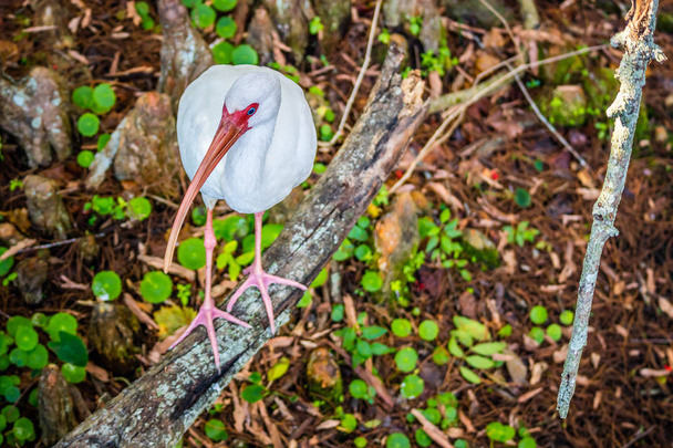 Naturalny, biały Ibis w Orlando, Floryda - Zdjęcie, obraz