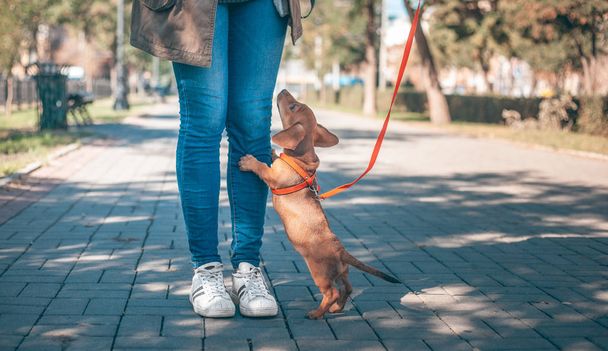 Dachshund puppy of brown color is standing next to a man in blue jeans and white sneakers on the alley - Фото, изображение