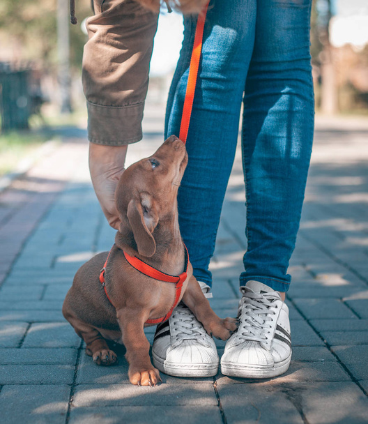 Dachshund puppy of brown color is standing next to a man in blue jeans and white sneakers on the alley - Photo, image