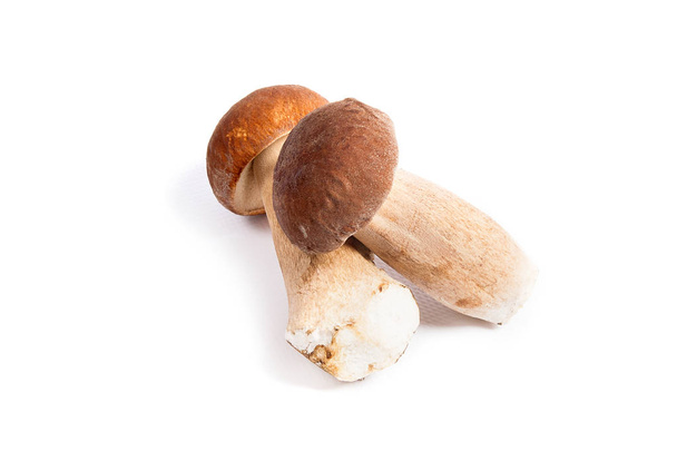 Harvested at autumn amazing edible mushrooms boletus edulis (king bolete) known as porcini mushrooms isolated on white background - Photo, Image