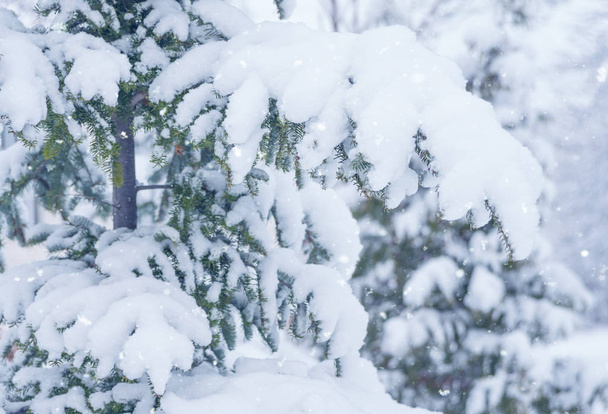 Branches of blue spruce, abundantly covered with snow during a snowfall, close up - Fotó, kép