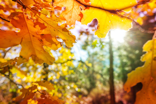 秋には黄色い紅葉が見られます。至近距離から撃たれた。背景画像に適しています. - 写真・画像