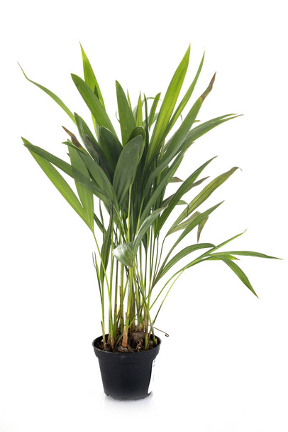 areca-Pflanze vor weißem Hintergrund - Foto, Bild