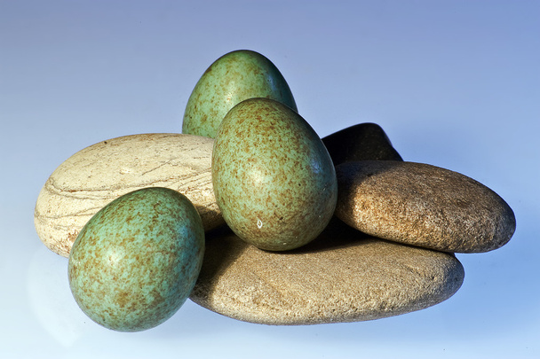 Három feketerigó tojást kövekkel - Fotó, kép