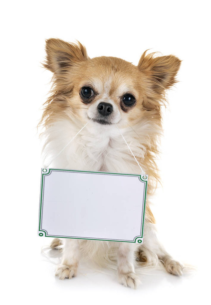 little dog and board in front of white background - Foto, imagen
