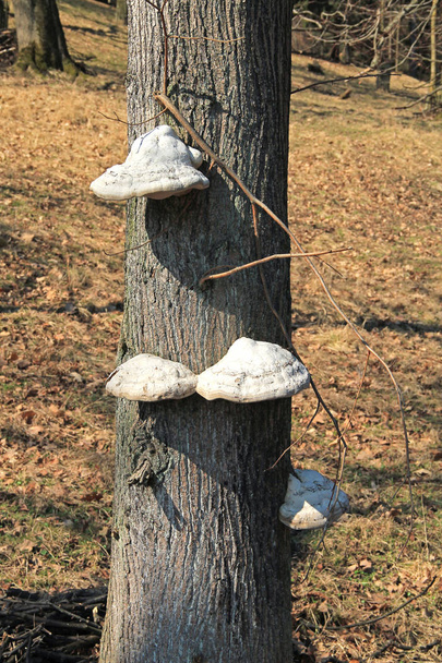several fruit bodies of tinder fungus (Fomes fomentarius) growing on the trunk of tree - Photo, Image