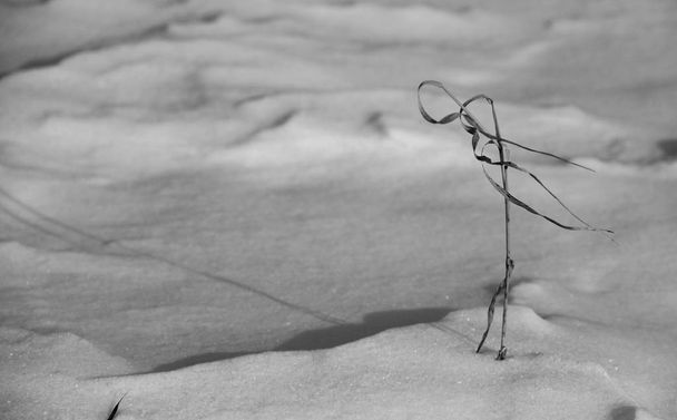 冬に雪の中から突き出た草の黒と白の写真 - 写真・画像