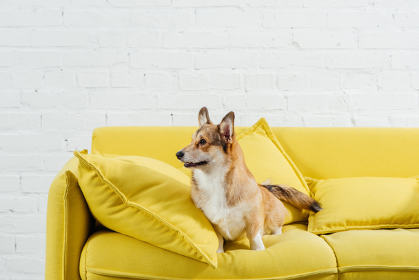 funny pembroke welsh corgi dog on sofa with white background - Foto, afbeelding