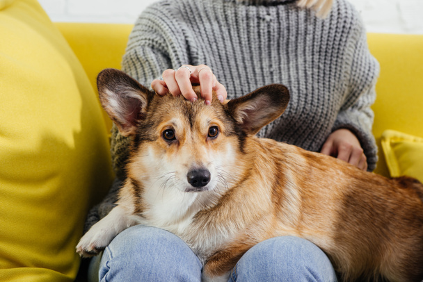 cropped view of woman sitting on sofa and stroking adorable pembroke welsh corgi  - Фото, изображение