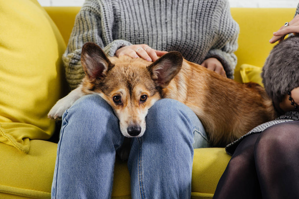 обрезанный вид женщины, сидящей на диване и гладящей милую валлийскую корги-собаку
 - Фото, изображение