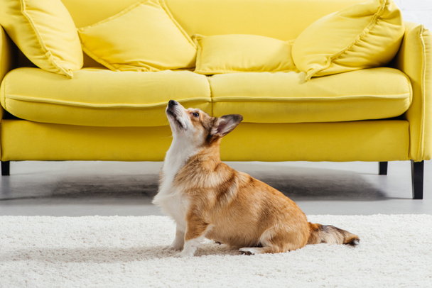 adorável pembroke galês corgi cão perfoming comando para sentar
 - Foto, Imagem