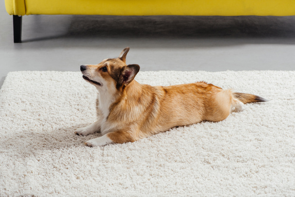 funny pembroke welsh corgi dog perfoming command to lie down - Фото, зображення