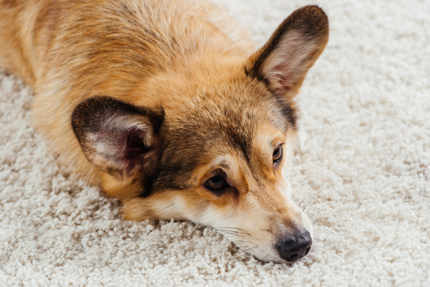 close up of cute pembroke welsh corgi dog lying on fluffy rug - Φωτογραφία, εικόνα