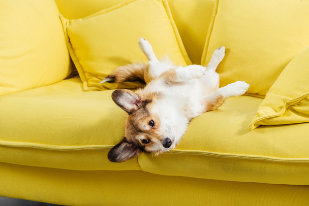 divertido pembroke galés corgi perro acostado en amarillo sofá
 - Foto, Imagen