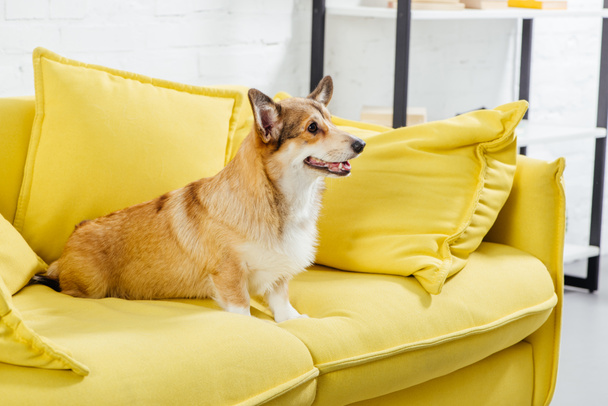 cute pembroke welsh corgi dog sitting on yellow sofa - Foto, Imagem