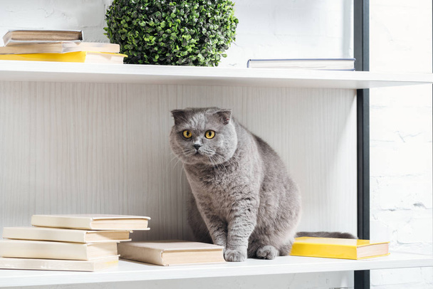funny scottish fold cat reck sitting on shelving unit on white - Foto, immagini