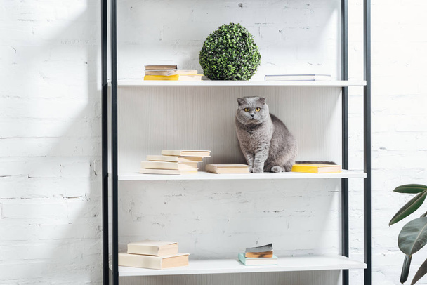 cute scottish fold cat sitting on shelving unit on white - Foto, Imagen