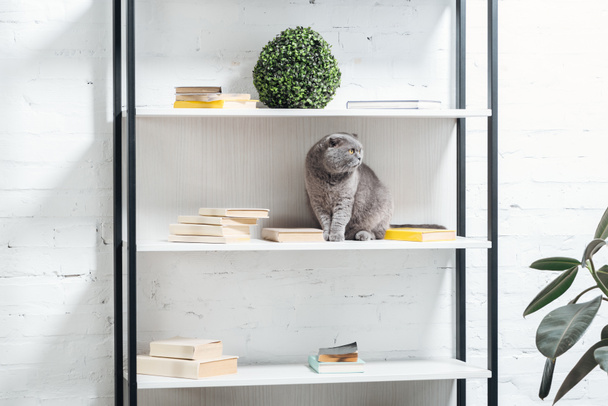cute scottish fold cat sitting on shelving unit on white - Foto, Imagem