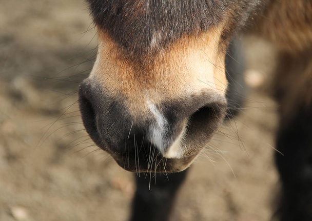 La foto cercana de la nariz del caballo de caballo
 - Foto, imagen