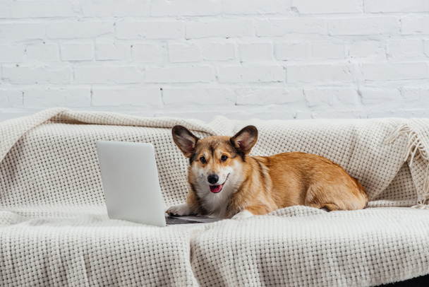 cute welsh corgi dog on sofa with laptop - Fotó, kép