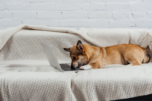 adorable corgi dog on sofa with laptop - Foto, afbeelding