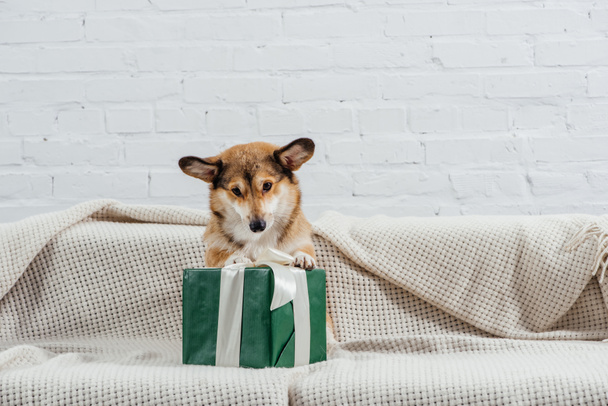 adorable corgi dog sitting on sofa with green gift on white background - Valokuva, kuva