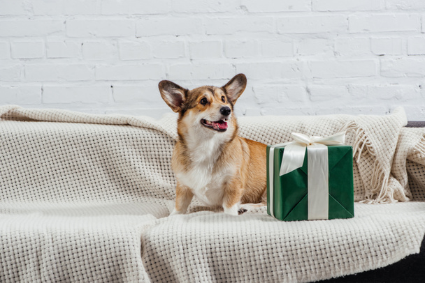 αξιολάτρευτο corgi σκύλο που κάθεται στον καναπέ με πράσινο δώρο σε λευκό φόντο - Φωτογραφία, εικόνα