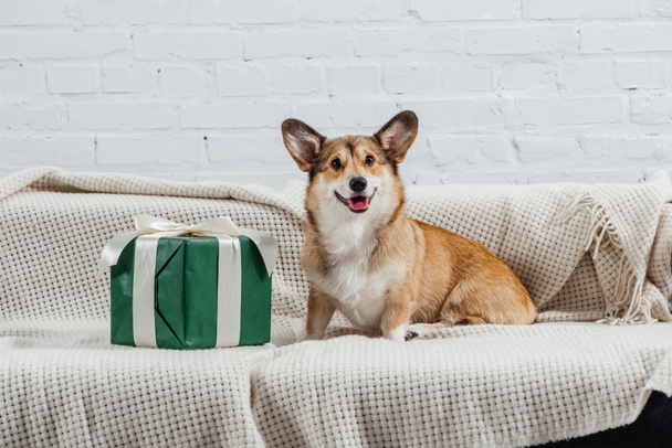 cute pembroke welsh corgi dog on sofa with green gift looking at camera - Photo, Image