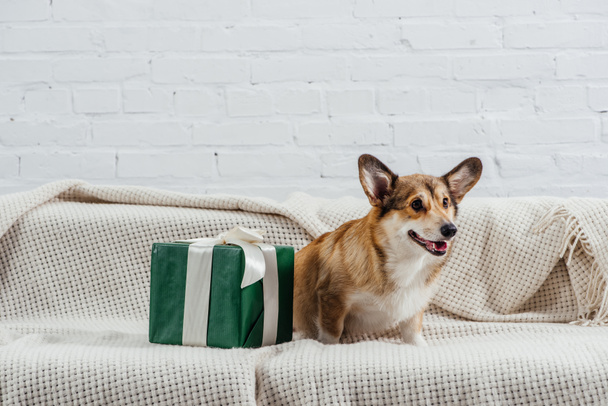 funny pembroke welsh corgi dog sitting on sofa with green gift - Photo, Image