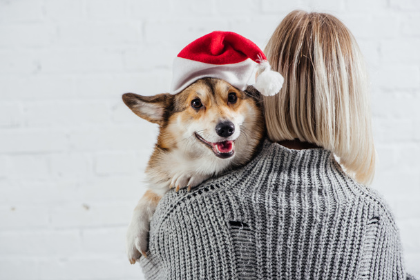 back view of girl in grey sweater holding adorable welsh corgi dog in santa hat on white  - Foto, Imagem