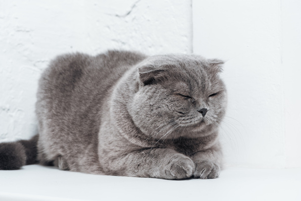 cute scottish fold cat sleeping on white background - Fotografie, Obrázek