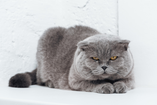 смешной шотландский складной кот лежит на белом фоне
 - Фото, изображение