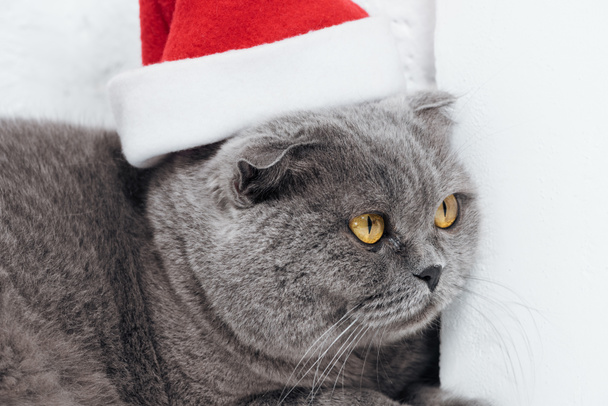 primer plano de lindo escocés plegable gato en navidad santa sombrero en blanco
 - Foto, Imagen
